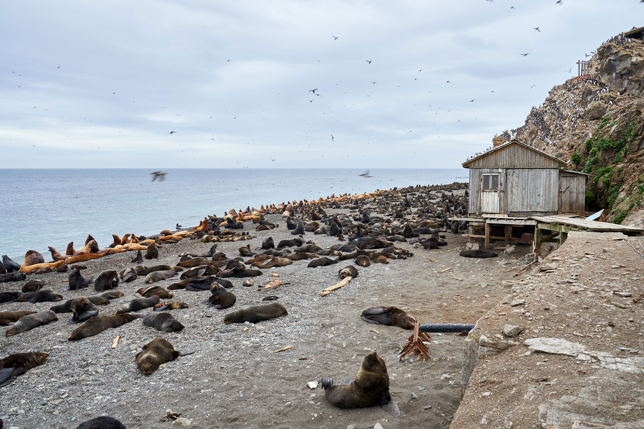 Tyuleniy Island, Сахалин (Остров Тюлений, Сахалин)
